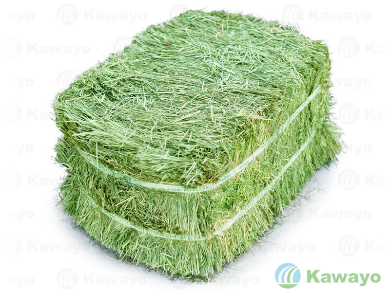 KLEIN GRASS｜クレイングラス｜西日本カワヨ株式会社